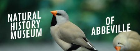 Cute shaft tailed finch birds Facebook Video cover Design Template