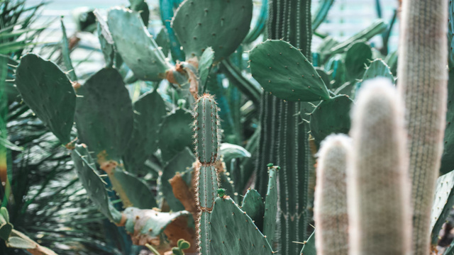 Cacti in Botanical Garden Zoom Background – шаблон для дизайну