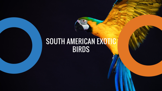 Plantilla de diseño de Exotic Birds Shop Ad with Flying Parrot Youtube 
