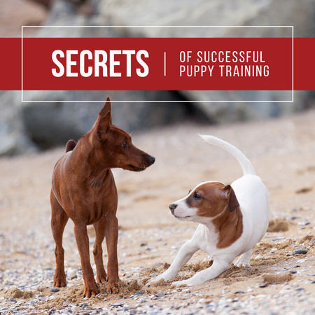 Plantilla de diseño de Secrets of puppy training with Cute Dogs Instagram 