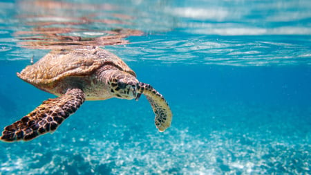 Wild Sea Turtle Swimming in Blue Zoom Background Modelo de Design