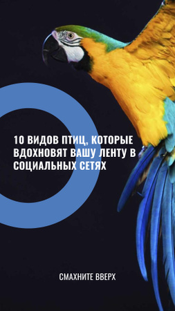 Bright Parrot waving Wings Instagram Story – шаблон для дизайна