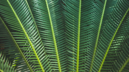 Modèle de visuel Tropical green branches - Zoom Background