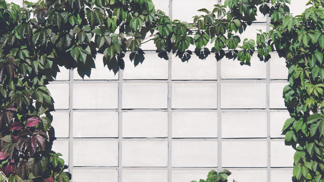 Ontwerpsjabloon van Zoom Background van Brick Wall covered with beautiful Ivy