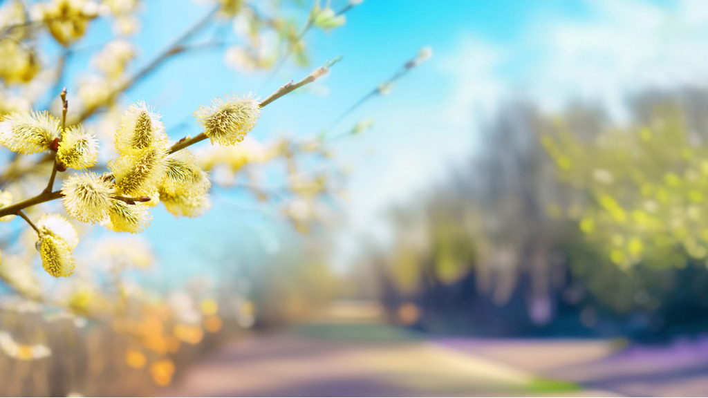 Spring Landscape on Sunny Day Zoom Background Design Template