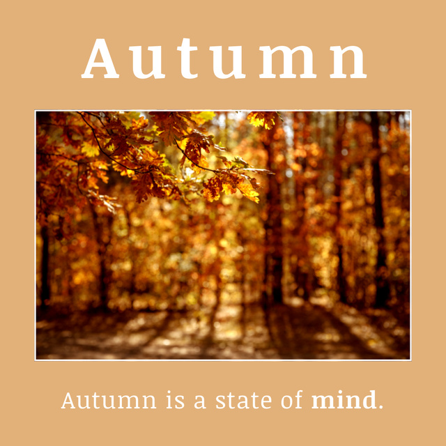 Inspirational Phrase about Autumn with Sunny Forest Instagram Tasarım Şablonu