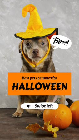 Template di design Promozione costumi per animali domestici da strega di Halloween TikTok Video