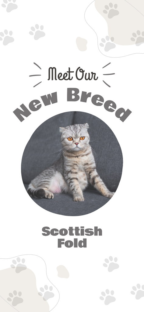 Scottish Fold Kittens Snapchat Moment Filter Design Template
