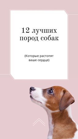 концепция усыновления с собакой в розовом Instagram Story – шаблон для дизайна