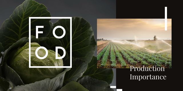 Green cabbage on farm field Image Design Template