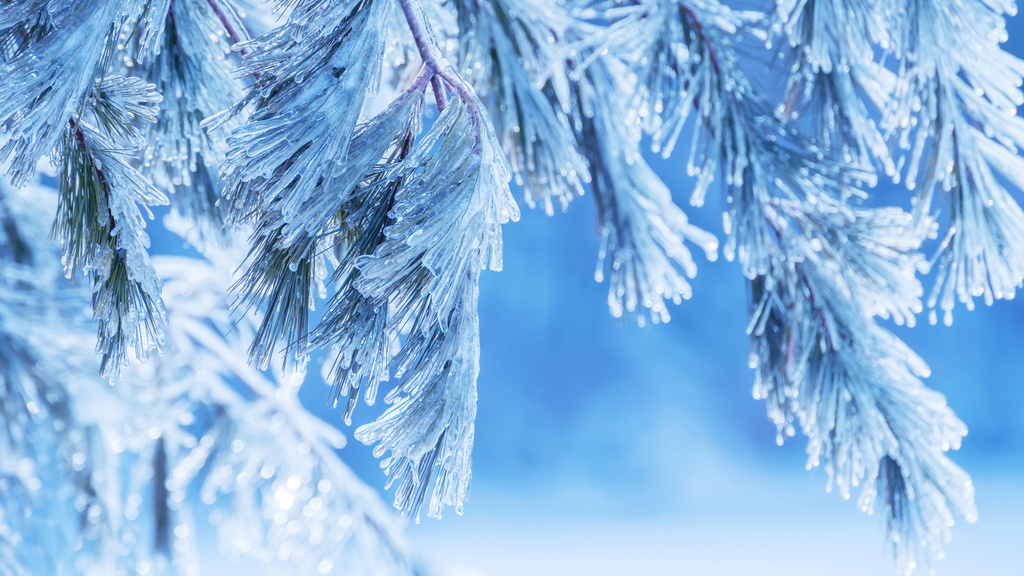 Designvorlage Icy Pine Branches für Zoom Background
