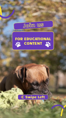 Educational Content For Dog Owners Offer