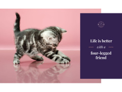 Pets Inspiration Quote Cute Kitten Playing