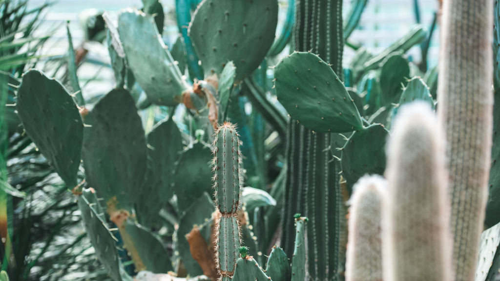 Cacti in Botanical Garden Zoom Background Tasarım Şablonu