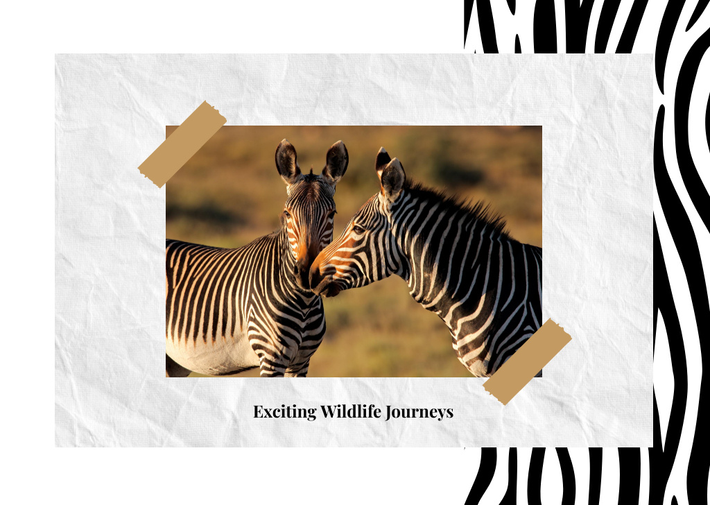 Ontwerpsjabloon van Postcard van Wild zebras in nature