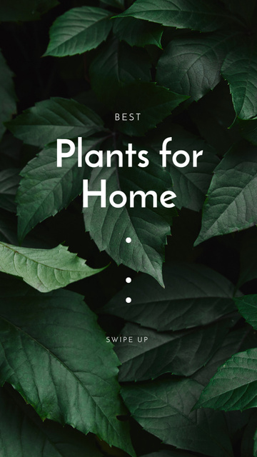 Designvorlage Leaves of Exotic Plant For Home Offer für Instagram Story