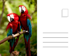 Ara Parrots On Branch In Jungle And Quote About Spirit And Colors