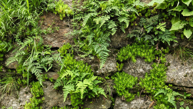 Old stones with fern greens Zoom Background Design Template