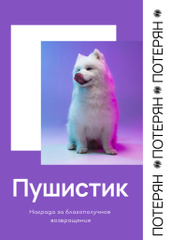 Lost Dog information in purple