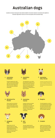 Informational infographics about Australian dogs Infographic tervezősablon