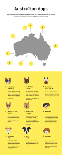 Informational infographics about Australian dogs Infographic – шаблон для дизайна