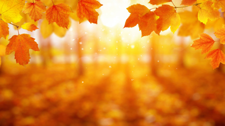 Jasné slunce v oranžovém podzimním lese Zoom Background Šablona návrhu