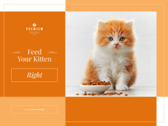 Feed your kitten right