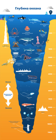 Education infographics about Ocean Depth Infographic – шаблон для дизайна