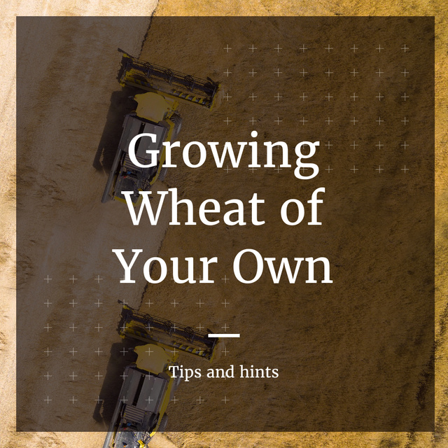 Ontwerpsjabloon van Instagram van Tips and hints for growing Wheat