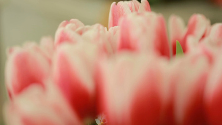 Szablon projektu bukiet różowych tulipanów Zoom Background