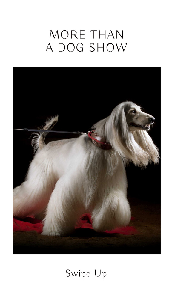 Dog Show Announcement Instagram Story Modelo de Design