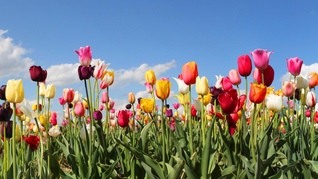 Field of Blooming Tulips Zoom Background Modelo de Design