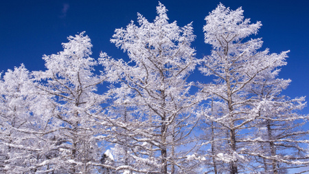 Ontwerpsjabloon van Zoom Background van besneeuwde bomen en heldere blauwe hemel