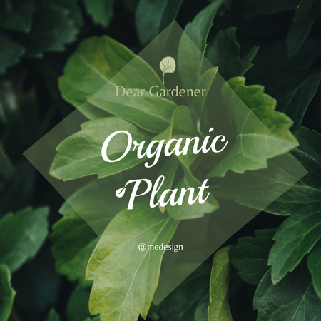 Buy Plants For Your Home And Garden  Instagram Design Template