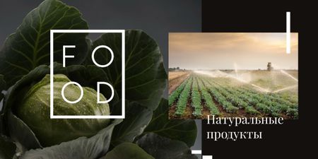 Green cabbage on farm field Image – шаблон для дизайна