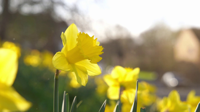 Yellow Narcissus in Sunny Day Zoom Background Šablona návrhu