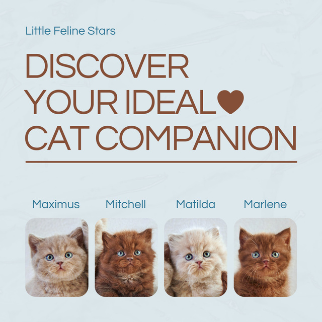 Adorable Cat Companions For you Offer Animated Post Šablona návrhu