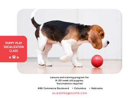 Puppy is playing Socialization Class Poster B2 Horizontal Design Template
