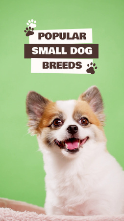 Popular Dog Breeds with Cute Puppy Image TikTok Video Design Template