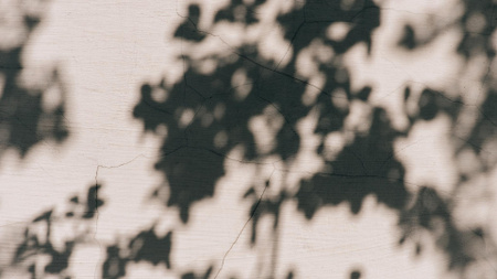 Shadows of trees on the Wall Zoom Background – шаблон для дизайну