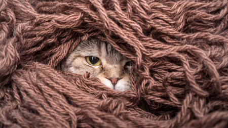 Cute Cat in Threads of Yarn Zoom Background Design Template