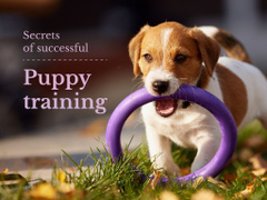 Secrets of successful puppy training