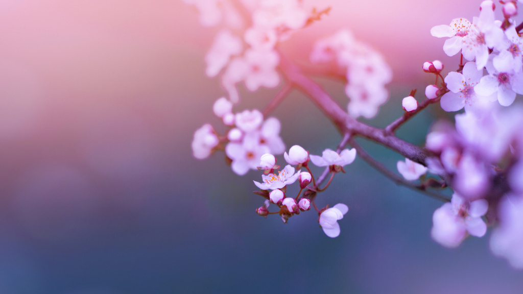 Pink Blooming Tree Branch Zoom Background – шаблон для дизайну
