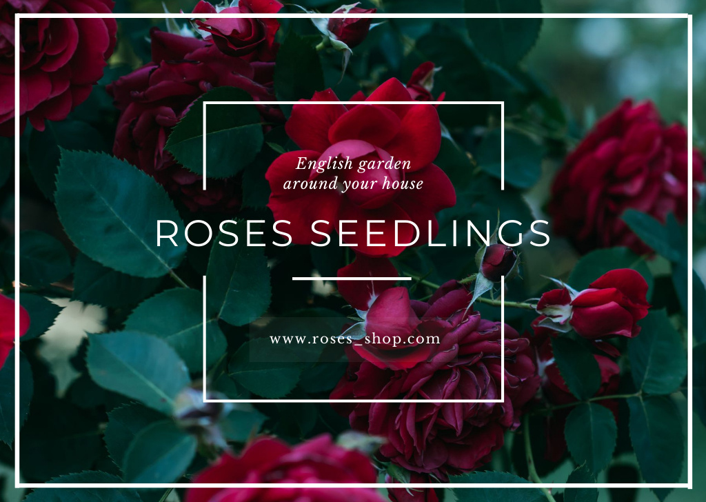 Ontwerpsjabloon van Card van Flower Seedling Ad with Red Rose Bush