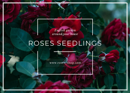 Flower Seedling Ad with Red Rose Bush Card Design Template