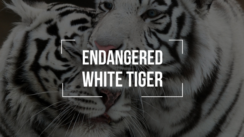 Endangered Animals White Tigers Youtube Thumbnail – шаблон для дизайна