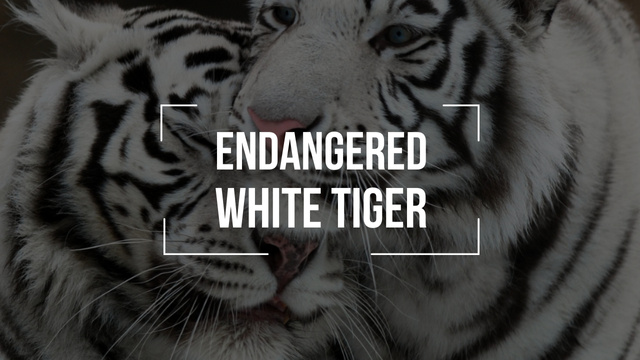 Endangered Animals White Tigers Youtube Thumbnail Tasarım Şablonu