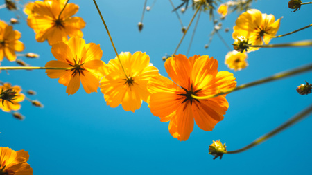 Designvorlage Sommerblumen am blauen Himmel für Zoom Background