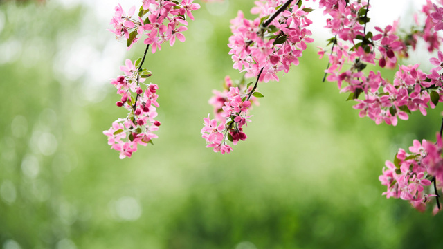 Platilla de diseño Spring Blooming Tree Branches in Green Zoom Background