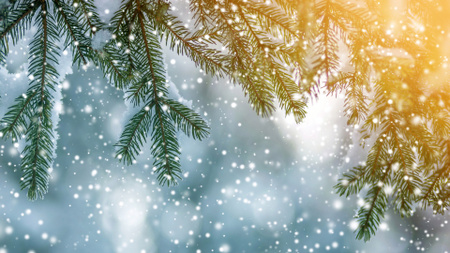 Platilla de diseño Snow-Covered Fir Branches in Sunlight Zoom Background
